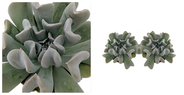 Topsy Turvy Succulent Plant - Echeveria runyonii - 2 Pack 2&quot; Pots - C2 - $45.07