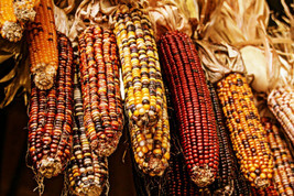 101+ Indian Corn Seeds - EASIEST CORN TO GROW BY FAR! - Ornamental Corn ... - £10.42 GBP