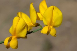 Crotalaria Juncea Sun Hemp 10 Seeds USA Fast Shipping - $21.95