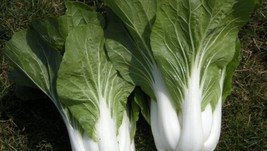 Berynita Store 200 Cabbage Seeds Pak Choi White Stem Chinese Heirloom Fresh - £8.21 GBP