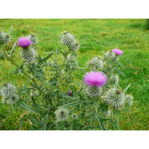 200+ Spear Thistle Seeds – Hardy Bull Thistle for Pollinators - $16.50