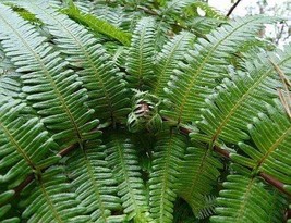 Gleichenia japonica split fern - £2.45 GBP