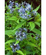 Eastern Bluestar 20 Seeds Amsonia tabernaemontana - $303.39 MXN