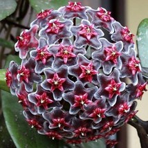 50 Hoya Ilagiorum Starter Flower Seeds Hw8000-25 Fresh Gardening USA Shipping - $13.83