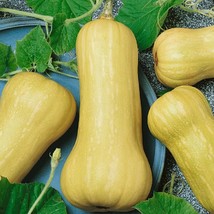 25 Squash Seeds Waltham Butternut Winter Squash Vegetable Seeds Seeds Gardening  - £9.81 GBP