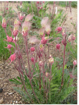 50 Perennial Prairie Smoke Wildflower   Zone 29 From US - £5.92 GBP