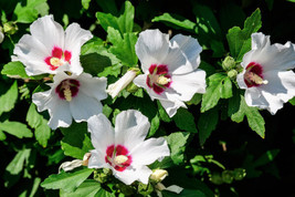 White &amp; Hot Pink Rose Of Sharon Hibiscus Syriacus Flower Tree Bush 25 Seeds US S - £7.38 GBP