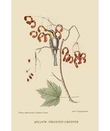 Yellow Throated Creeper by Mark Catesby #2 - Art Print - £17.30 GBP+