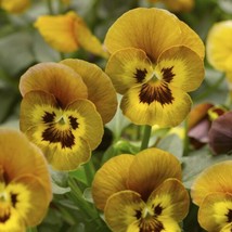 Viola Seeds Viola Deltini Honeybee 50 Seeds Scented Viola Garden USA Seller - $14.75