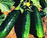 25 Spacemaster 80 Cucumber  Seeds Great For Container And Small Spaces D... - £7.20 GBP