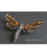 Black Patches Xyleutes Mineus Chalcidica Minea Moth Framed Entomology Sh... - $1,623.97 MXN