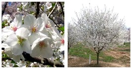 6-14&quot; Tall Seedling - 2.5&quot; Pot - Snowgoose Flowering Cherry Tree - Live ... - £65.25 GBP