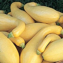 Yellow Crookneck Squash Seed,  Heirloom, Yellow Summer Squash, 25 Seeds - £2.96 GBP