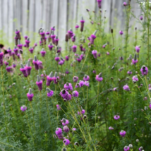 500 Fresh Seeds Clover Prairie Purple - £9.21 GBP