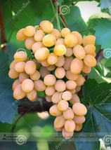 Fresh Seeds 100Pcs Yellow Red Cluster Of Sweet Grape Seeds - $13.82