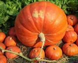20 Big Max  Pumpkin Seeds - Fresh Fast Shipping - $8.99