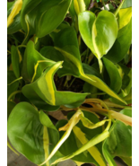 Brazil Brasil Philodendron Cordatum - Brazilian Pothos - Heart Leaf - $6.44