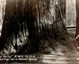 Vintage RPPC Base of &quot;Big Tree&quot; Upper Bull Creek Flat on Redwood Highway  - £9.97 GBP