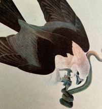 Swallow Tail Kite And Snake Bird Print 1946 Color Art John James Audubon... - $39.99