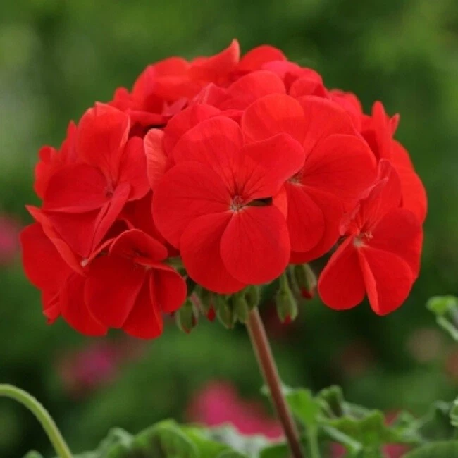 Geranium Seeds Geranium Horizon Red 15 Seeds F1 Hybrid - $13.65
