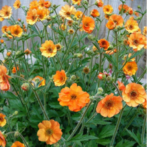 20 pcs/lot Geum &#39;Totally Tangerine&#39; Avens Flower -s Home Garden FRESH SEEDS - £5.45 GBP