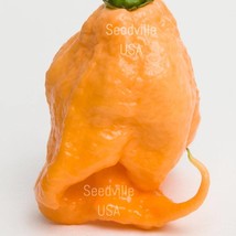 New Fresh Seeds 10 Peach Carolina Reaper Pepper Worlds Hottest Capsicum Chinense - $14.90