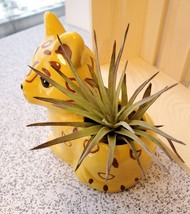 Air Plant in Jaguar Animal Planter, 4" yellow ceramic, Live Airplant, Jay Jaguar image 2