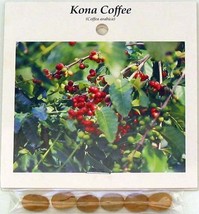 Hawaiian Kona Coffee Plant Seeds ~ Grow Hawaii - £18.30 GBP