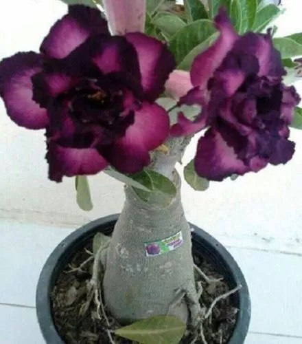 4 seeds high Germation Purple Black Desert Rose Adenium  - $9.74
