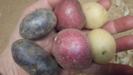 ORGANIC, MIX of 6pc - White,Red and Purple Skin Potato tubers, Solanum tuberosum - £17.34 GBP