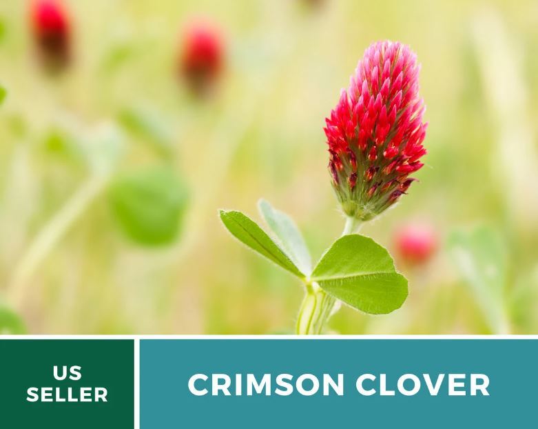 1000Pcs Crimson Clover Seeds Dixie Clover Seed Ground Cover Trifolium Incarnatum - £15.39 GBP