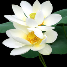 1 Professional Pack 40 Seeds / Pack  White Nelumbo Nucifera Lotus &#39;&#39;Leng... - $27.98