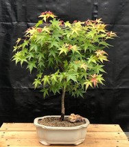 Dwarf Japanese Green Maple Bonsai Tree  (acer palmatum dwarf)  - £63.89 GBP