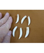 (G371-61-8) SIX 1-1/4&quot; GATOR Alligator Aligator T**th GATORS for jewelry - €24,88 EUR