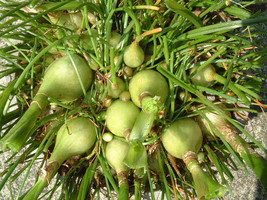 Ornithogalum Caudatum Pregnant Onion Seeds New Fresh - €10,63 EUR