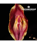 LEPANTHES CHELONION MINIATURE ORCHID MOUNTED - $972.51 MXN