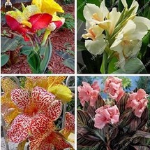 20 pcs True Canna Lily Bonsai Bonsai Flower Bonsai Potted Bonsai - Pretoria - Va - £8.46 GBP