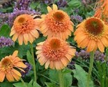 50 Canaloupe Coneflower Seeds Echinacea Perennial Flowers Bloom Flowers ... - $9.98