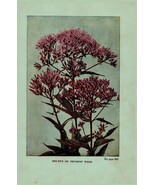 Vintage 1922 Print Joe-Pye Goldenrod 2 Side Flowers You Should Know - $367.78 MXN