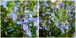 Common Rosemary Plant - 3&quot; Pot - Indoors or Out - £26.37 GBP