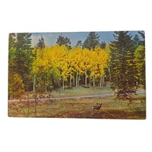 Postcard Deer In Kaibab National Forest Grand Canyon Arizona Chrome Unposted - £5.34 GBP