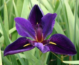 Black Gamecock Purple Louisiana Iris Aquatic Pond Live Plant  FREE SHIPP... - $17.81