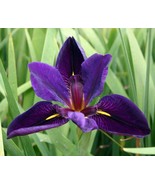 Black Gamecock Purple Louisiana Iris Aquatic Pond Live Plant  FREE SHIPP... - $17.81