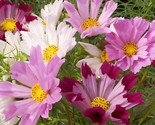 Sea Shells Mix Cosmos 100 Seeds Fast Shipping - $8.99