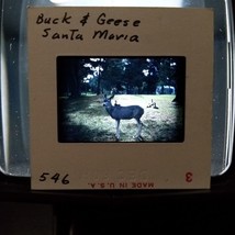 1960 Buck Deer &amp; Four Geese Greenhouse Found Kodachrome Slide Photo Orig... - £7.93 GBP