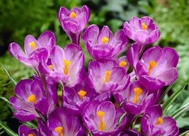 5 Crocus Sativus Dutch Crocus Bulbs F8000-344 Gardening USA SELLER - £16.78 GBP