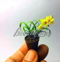 NEW 100 pcs Phalaenopsis Orchid Seeds - Mini Type Yellow Flowers FRESH SEEDS - £6.71 GBP