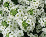 Alyssum,  Carpet Of Snow Perennial White Heirloom  Non-Gmo  1500 Seeds  - $6.58