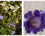 50 Seeds Scabiosa Fama Deep Blue Perennial Flower Garden - £28.26 GBP