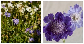 50 Seeds Scabiosa Fama Deep Blue Perennial Flower Garden - £28.41 GBP